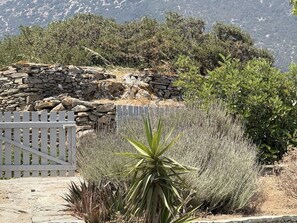 A stone wall, a wooden gate, and various shrubs in a natural setting.