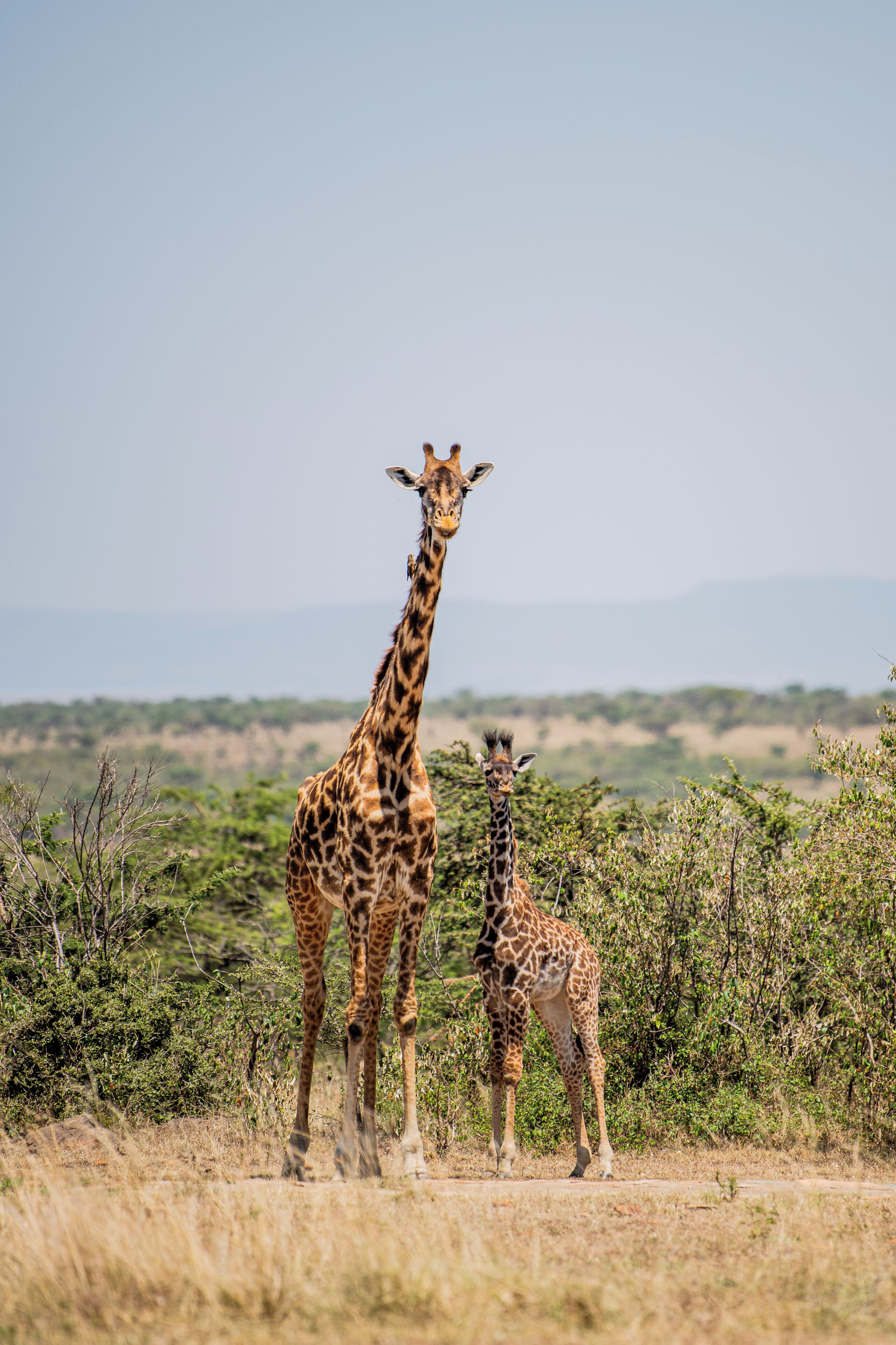 Two giraffes standing in a natural landscape with dry grass and sparse vegetation.