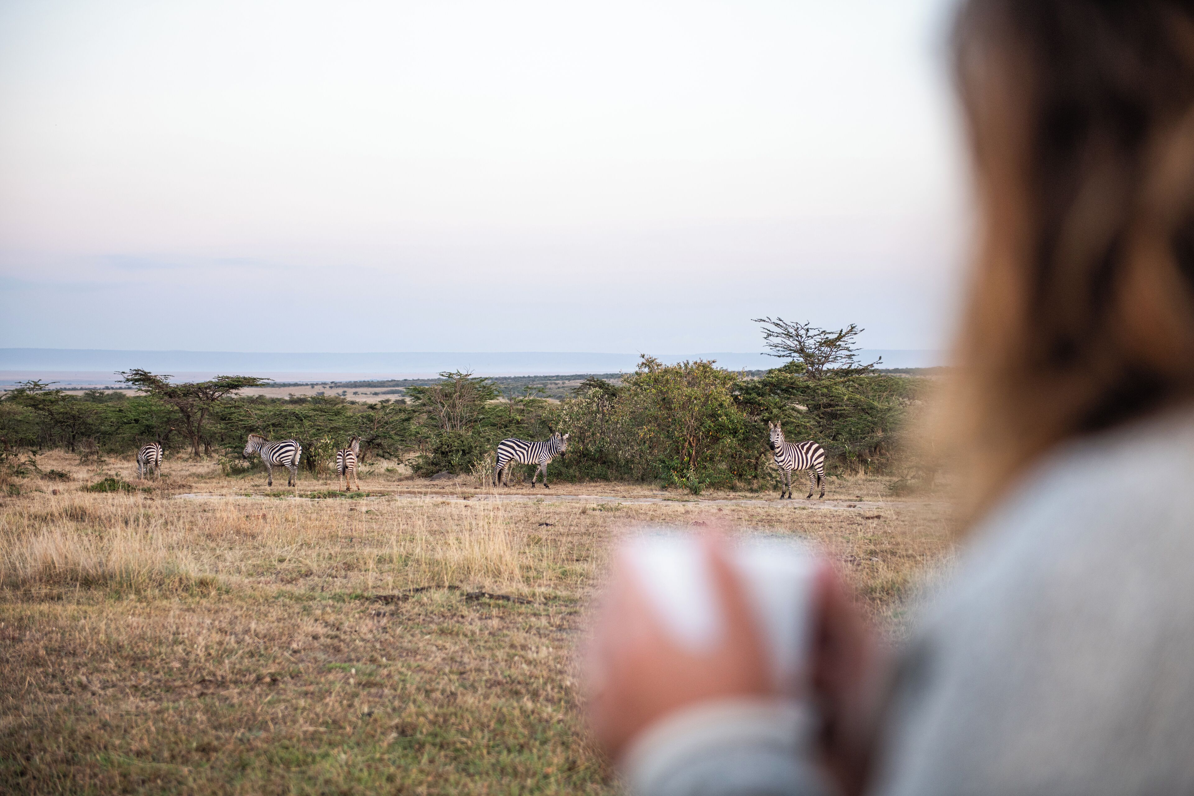 Iemand bekijkt zebra's in een natuurlijke omgeving met bomen en een uitgestrekt uitzicht.