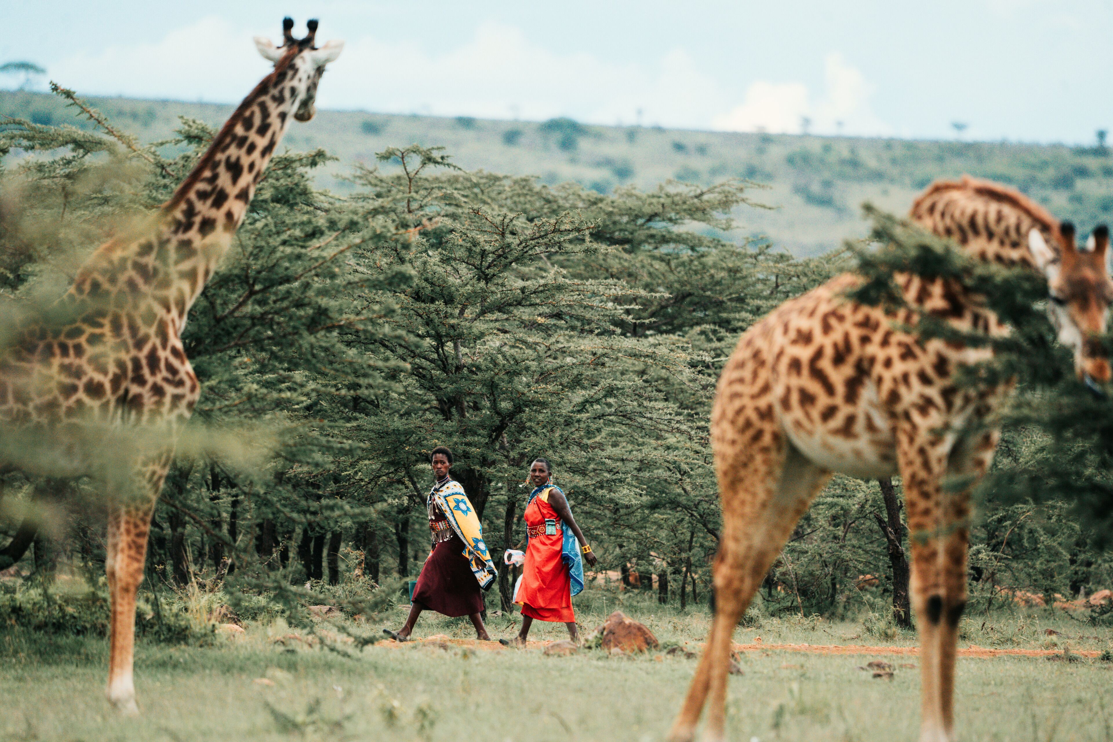 A safari scene with giraffes and two people walking through a grassy area with trees in the background.