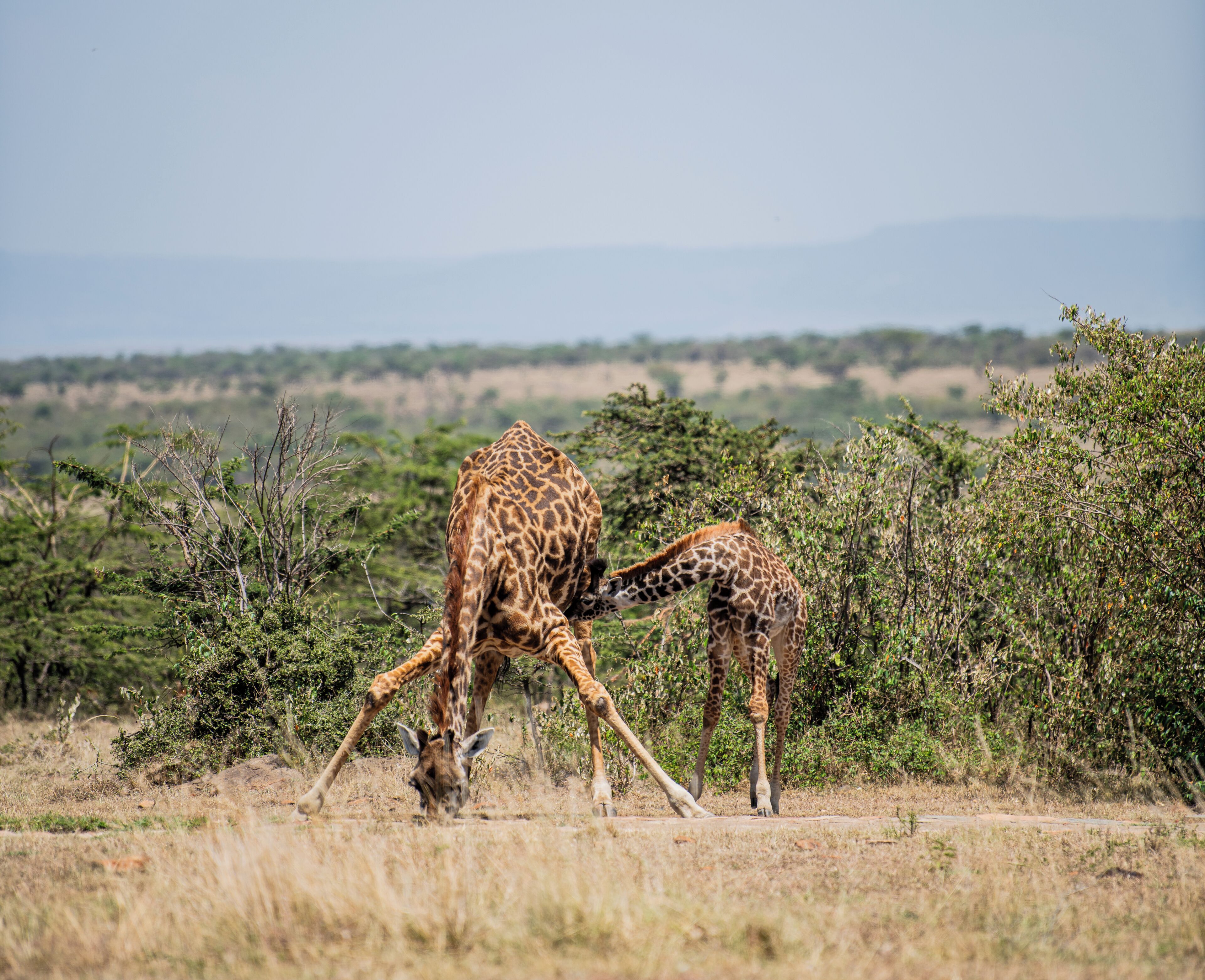 A giraffe and its calf in a natural setting with trees and a distant landscape.