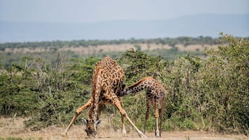 A giraffe and its calf in a natural setting with trees and a distant landscape.