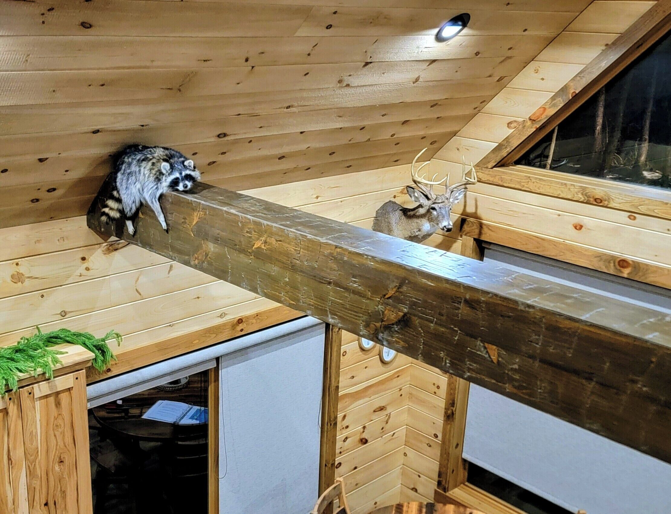 A wooden interior with a sloped ceiling, a wooden beam, and a deer head mounted on the wall.