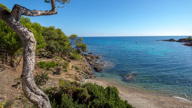 A coastal landscape with a clear blue sea, rocky terrain, and a tree leaning over the edge.