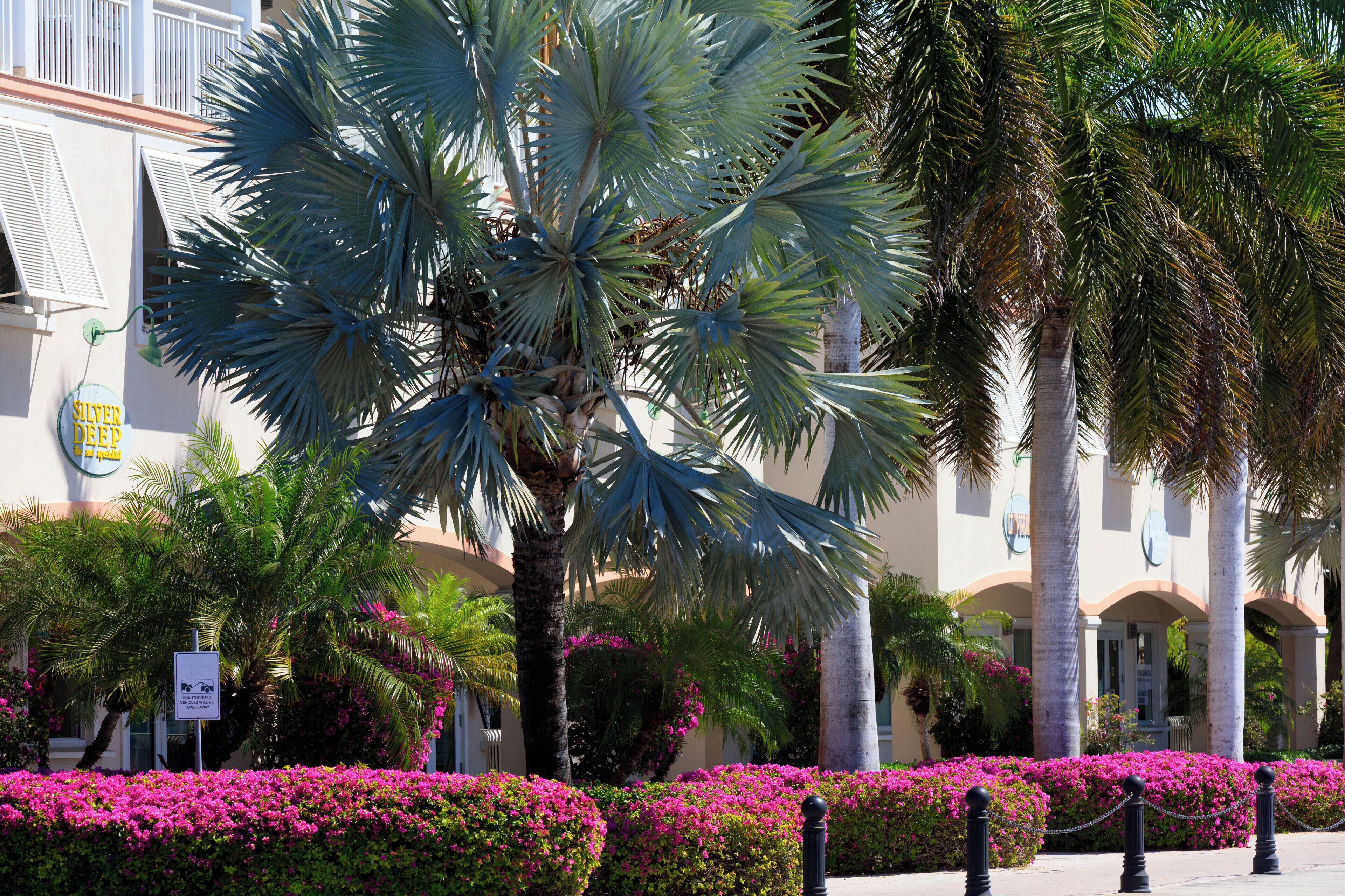 Un hotel con palmeras, flores rosadas y un letrero que dice 'Silver Deep'.