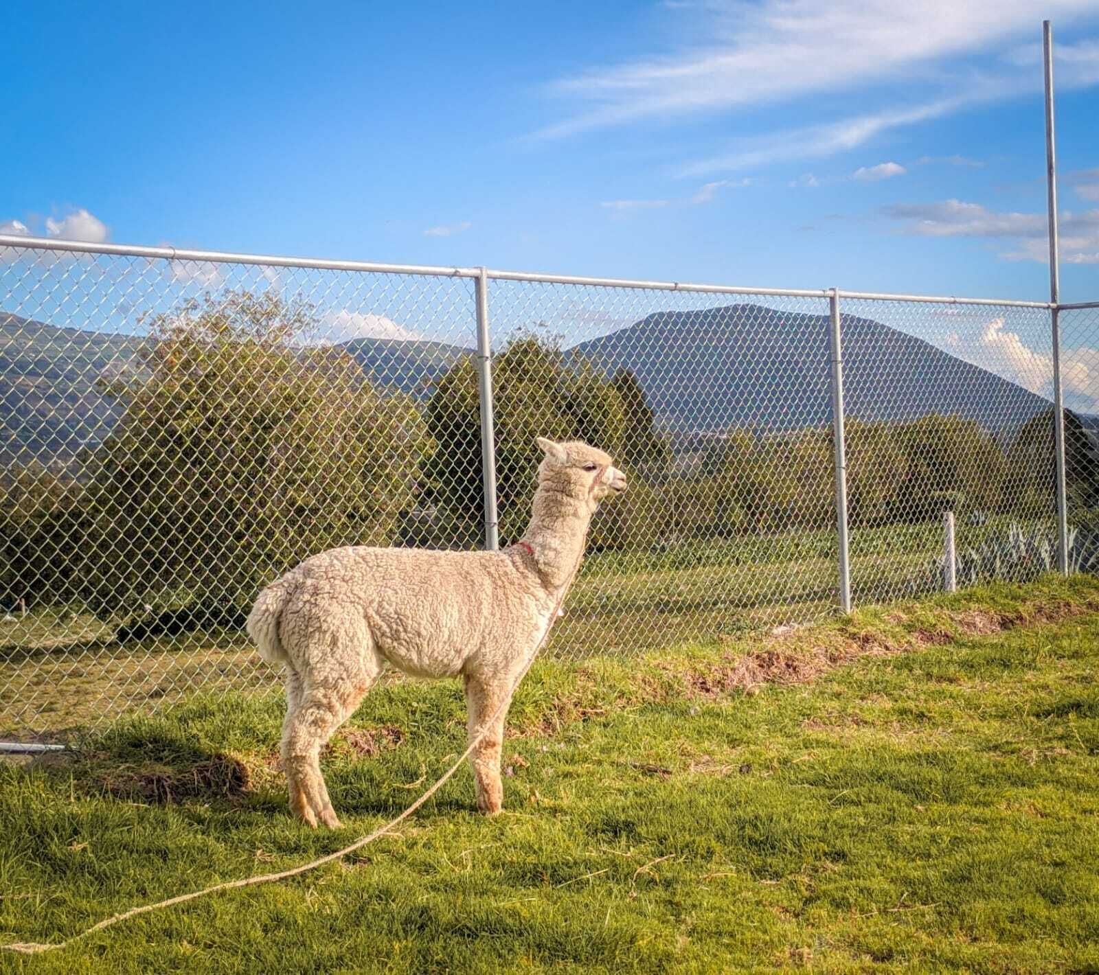 Un lama se tient dans un enclos délimité par une clôture, avec un champ herbeux et des montagnes en arrière-plan.