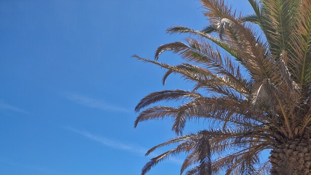 A rocky coastal landscape with clear blue water and a palm tree. - Spacious Studio at Estrela Da Luz, pools, indoor spa and gym. (Luz)