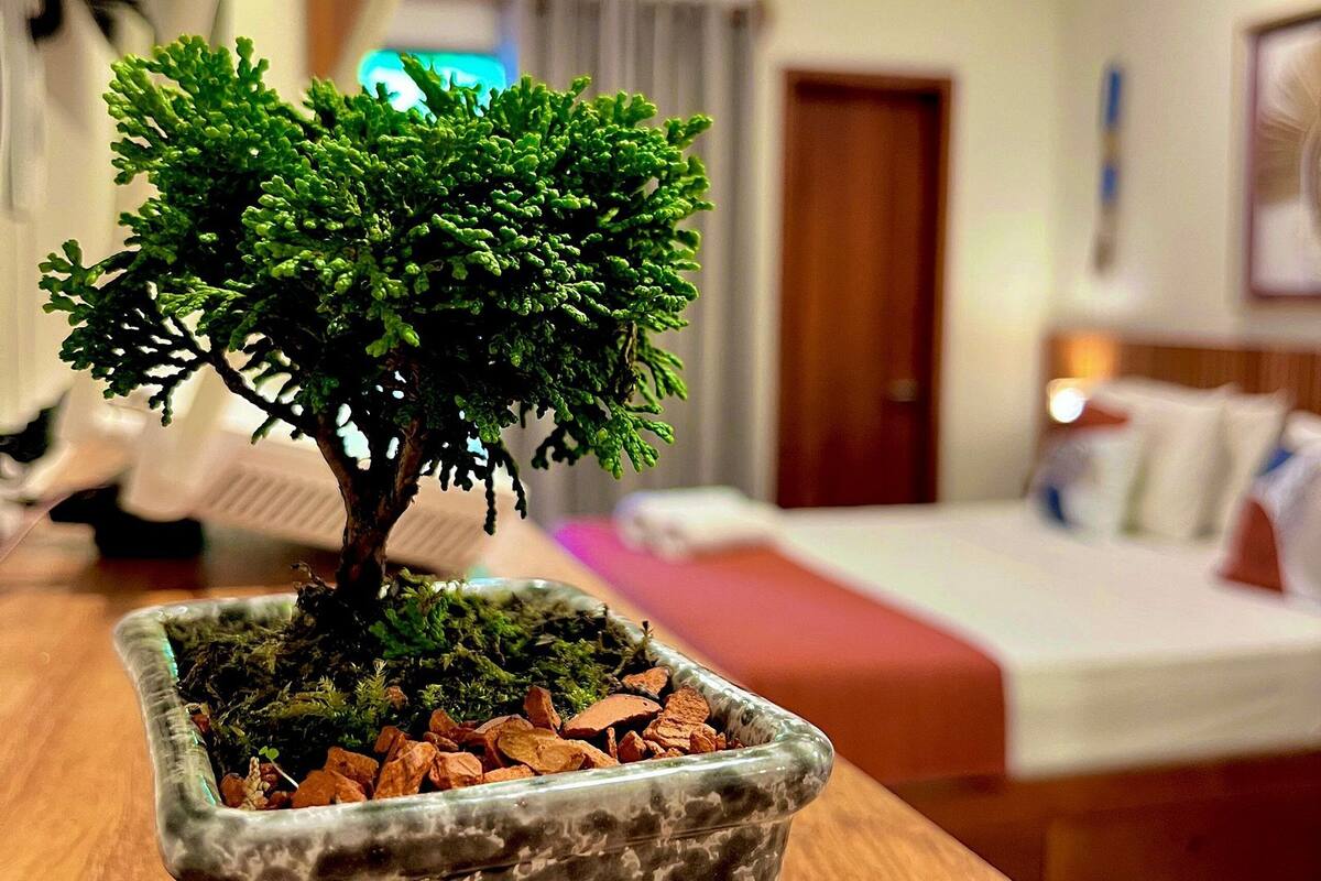 En liten bonsai i en kruka står på ett träbord i ett hotellrum.