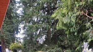 Une terrasse en bois rouge avec un banc d’angle, entourée de grands arbres.