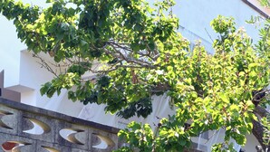 Un jardin avec un arbre, un tonneau bleu et une structure métallique.