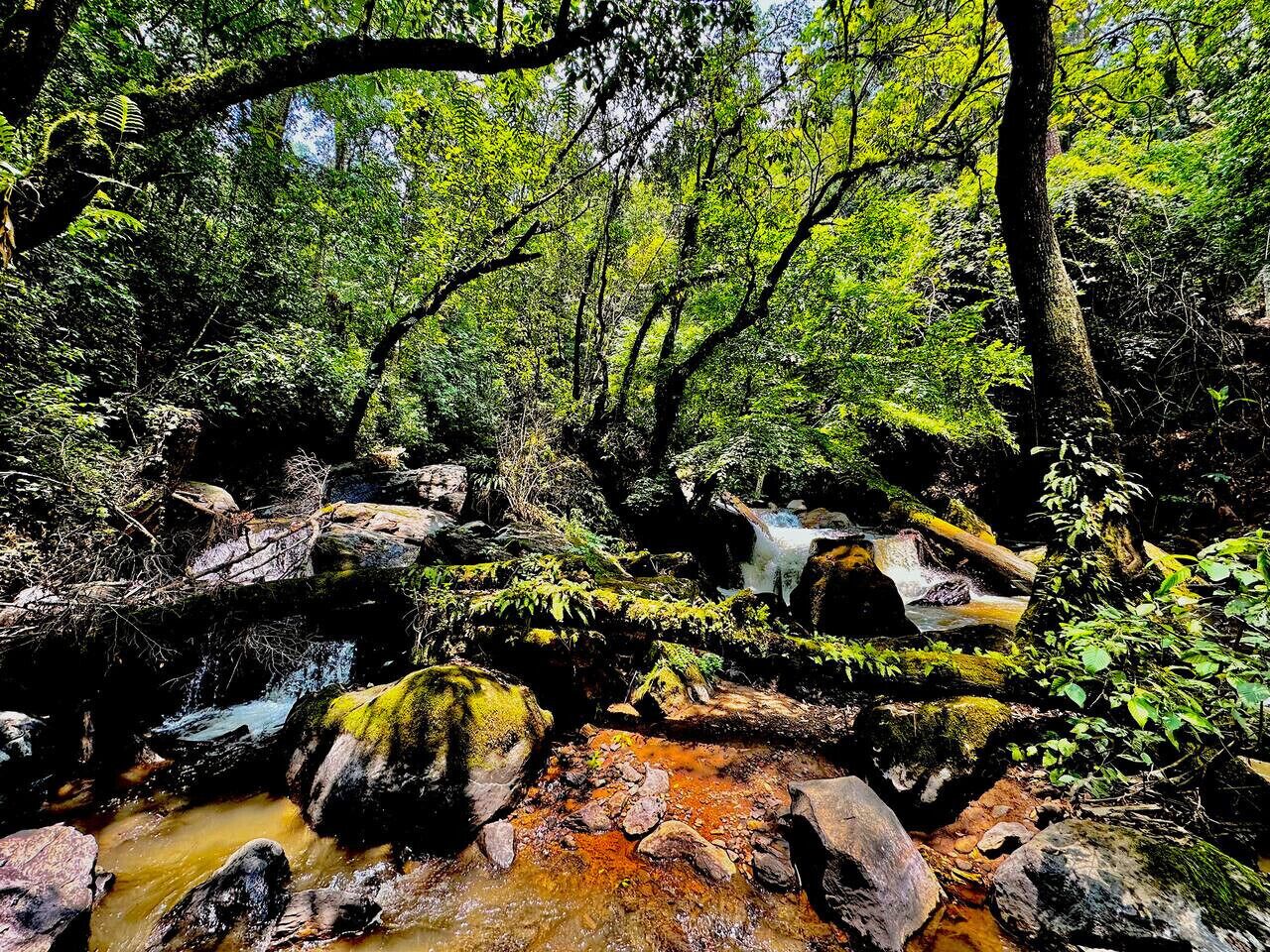 A forested area with a stream flowing over rocks.