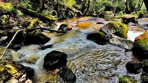 En naturlig å med sten og mose, omgivet af frodigt grønt løv.