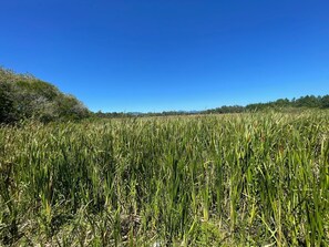 A field of tall green crops under a clear blue sky. - Pousada Magia da Guarda (Palhoça)