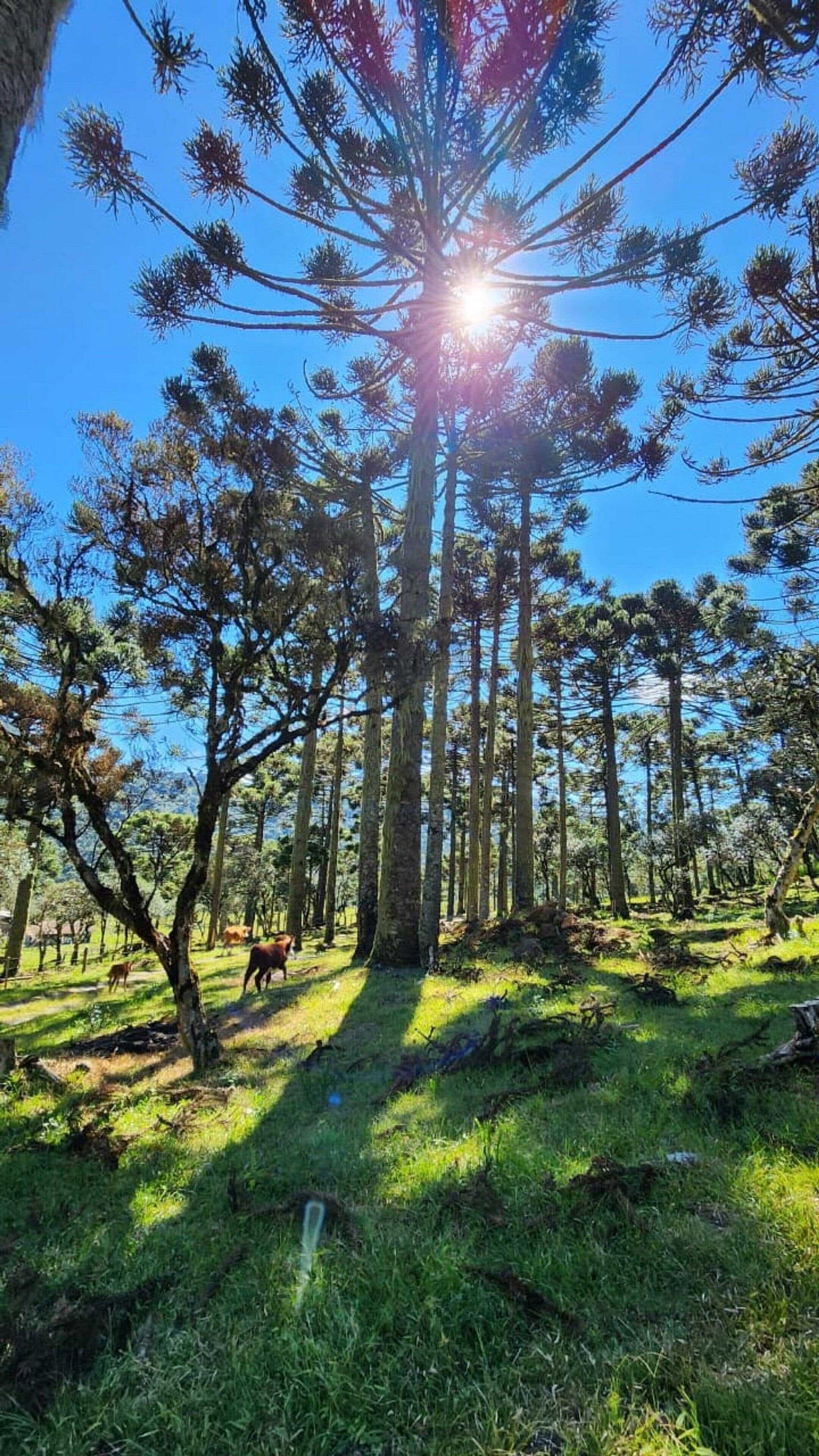 Taman