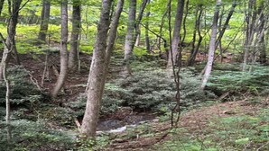 A forested area with a stream, dense vegetation, and tall trees. - Lover’s Lookout is a treetop retreat  / perfect for a romantic escape. (Waynesville)
