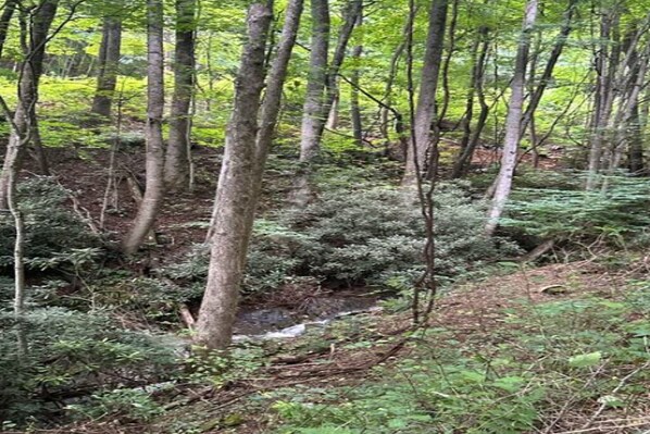 Un área boscosa con un arroyo, vegetación densa y árboles altos.