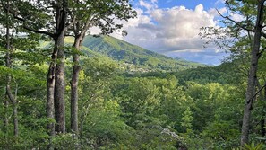 Une forêt dense, avec de grands arbres, et une montagne en arrière-plan.