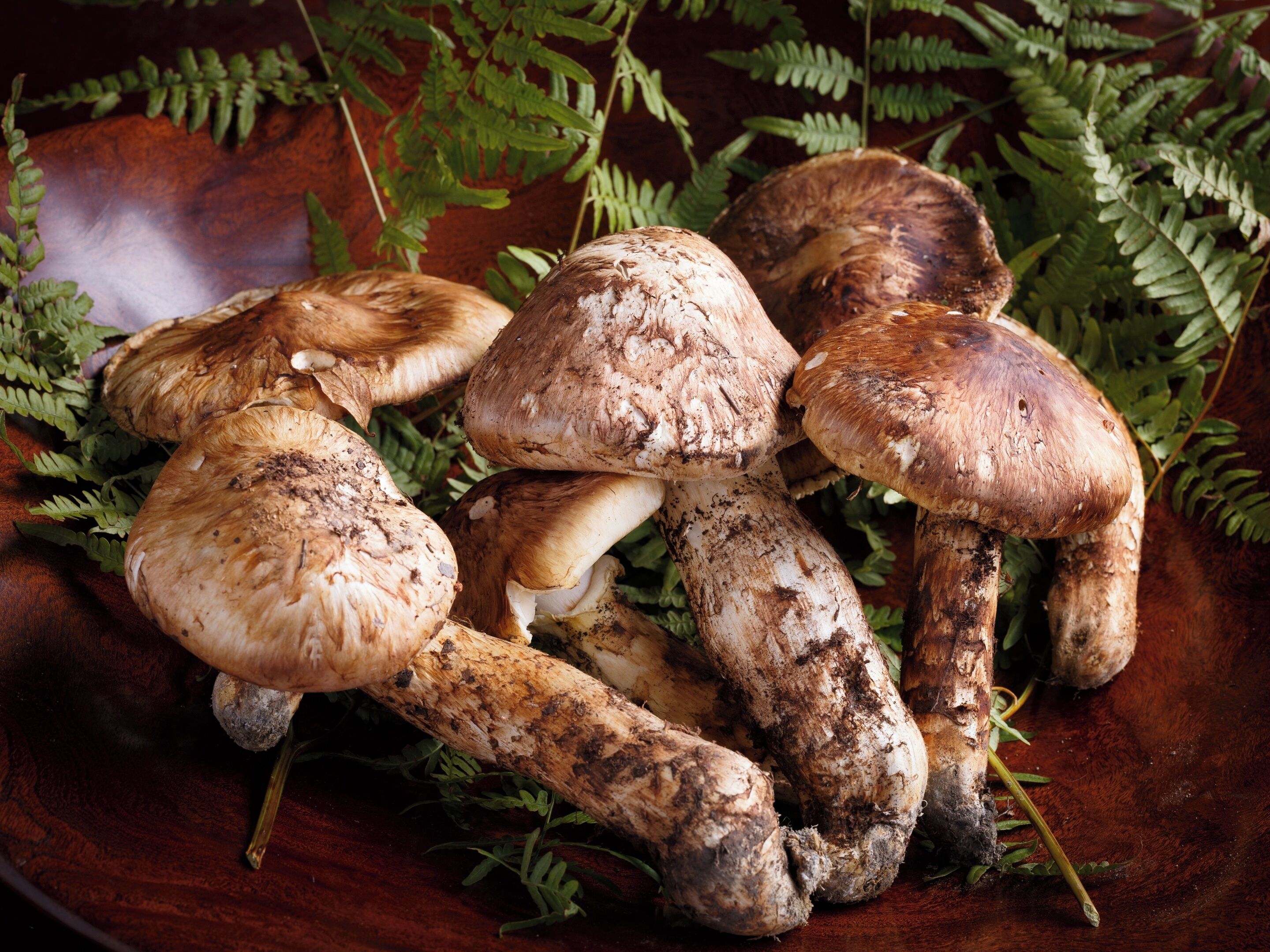 Un bol en bois rempli de champignons et de fougères.
