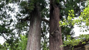 Two large trees with thick trunks and a stone wall in the background. - Full-rental, ideal for short- to medium-term stays for sightseeing, business trips, study abroad, etc./Apartment in Amakubo, Tsukuba City (Tsukuba City Amakubo 4chome)