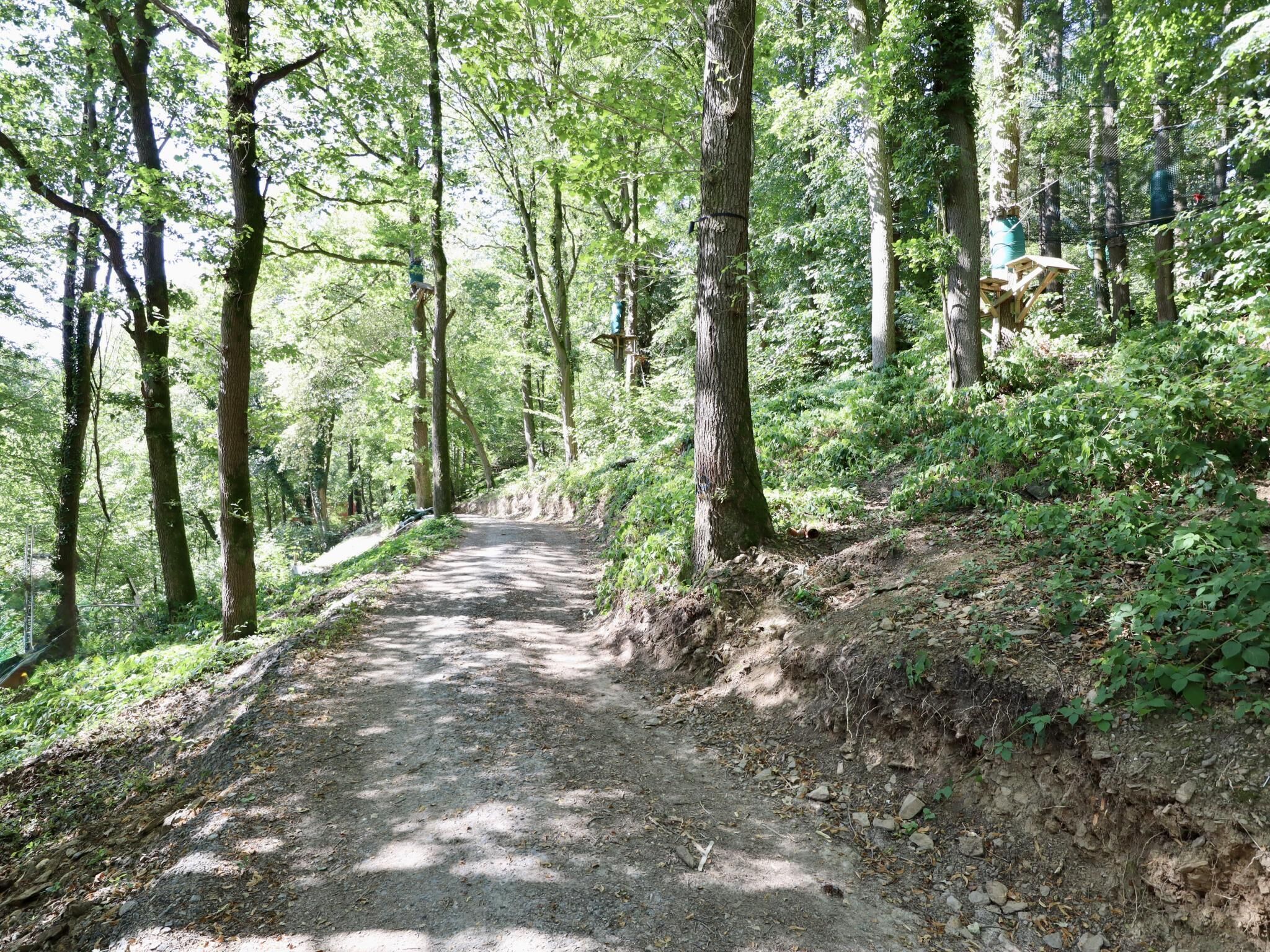A forested path with a dirt trail leading through trees.