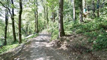 A forested path with a dirt trail leading through trees.