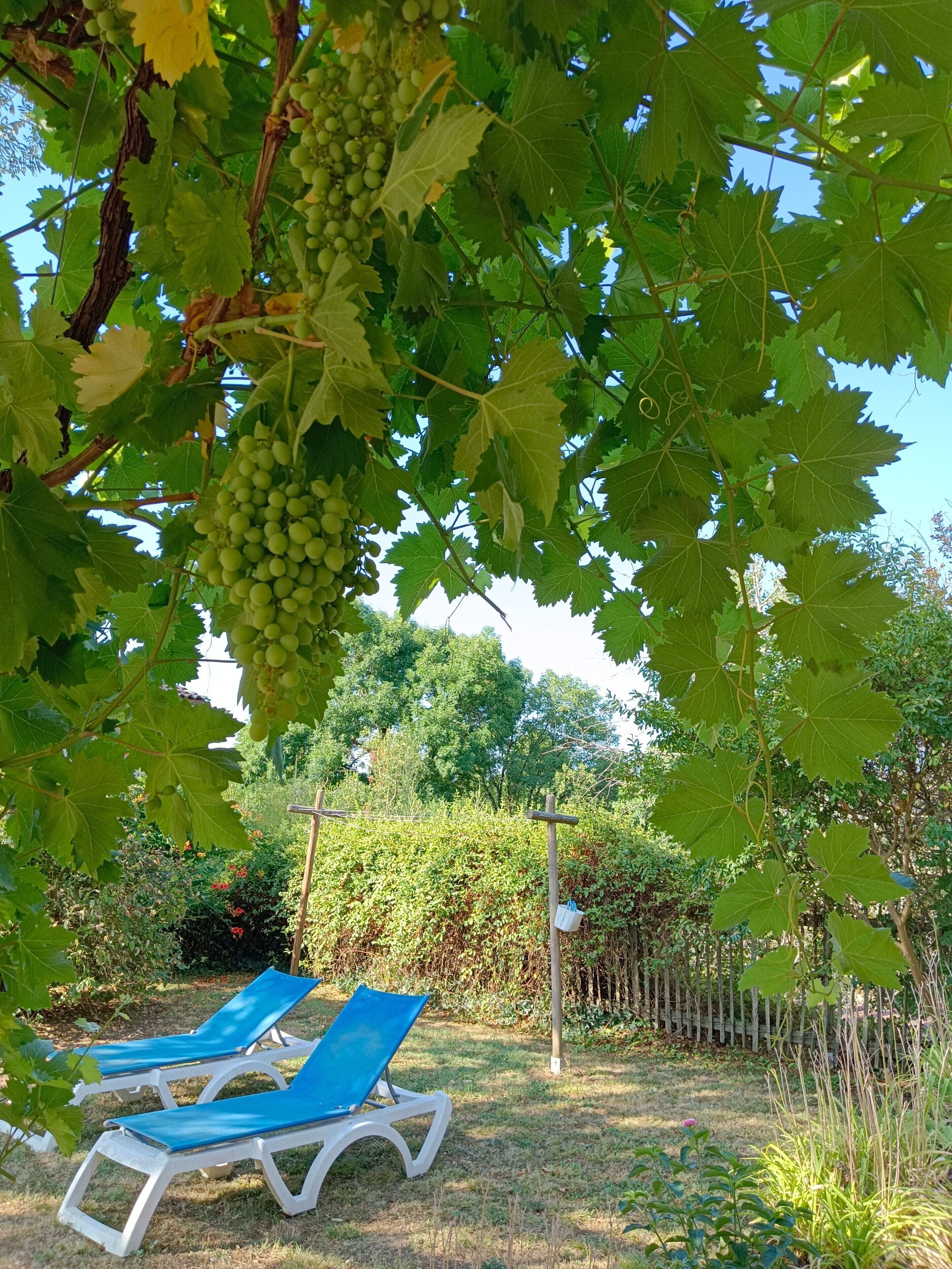 Un jardin agrémenté d’une pergola, d’une clôture et de deux fauteuils de jardin bleus.