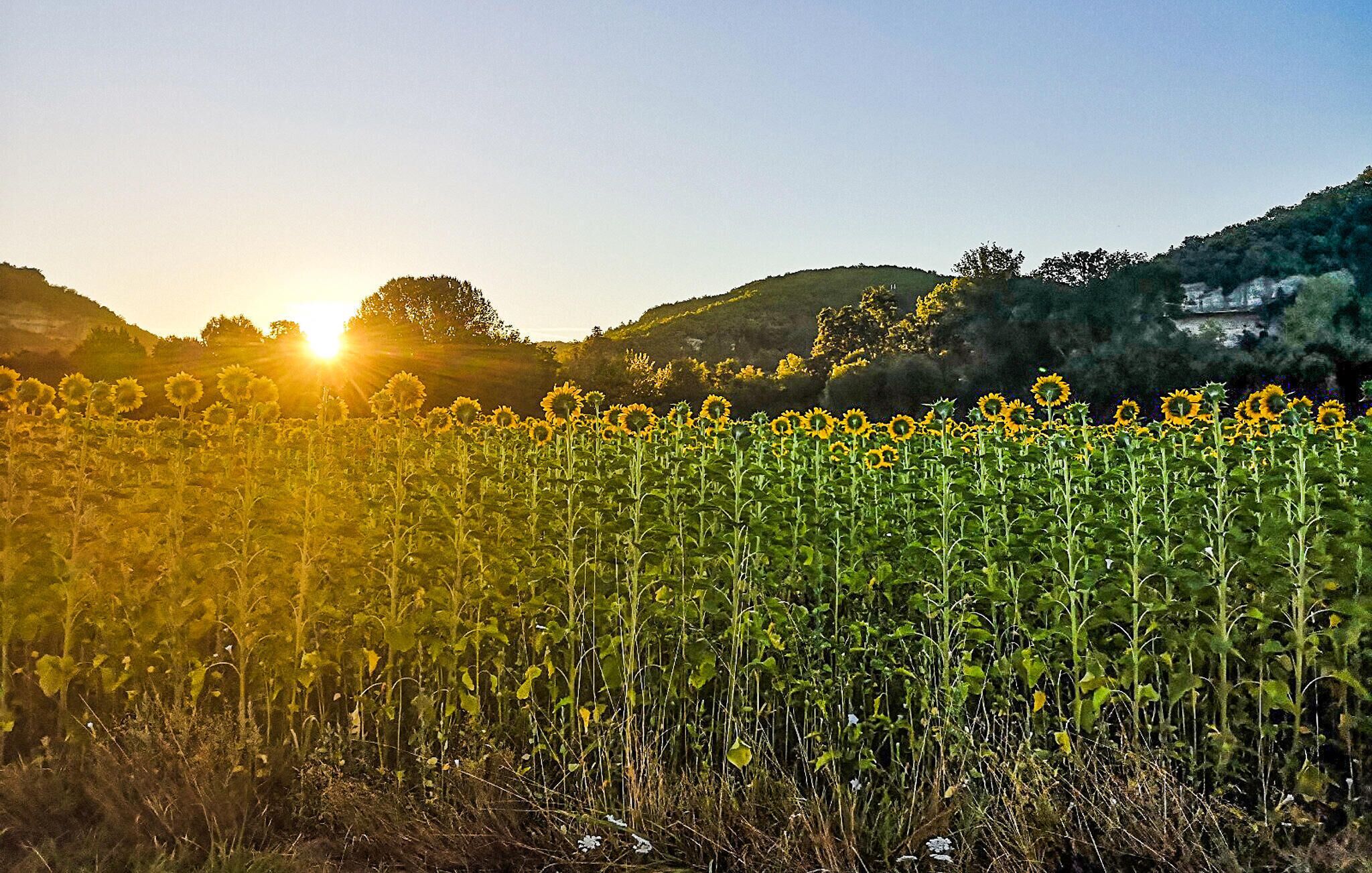 A sunflower field with a mountain in the background.