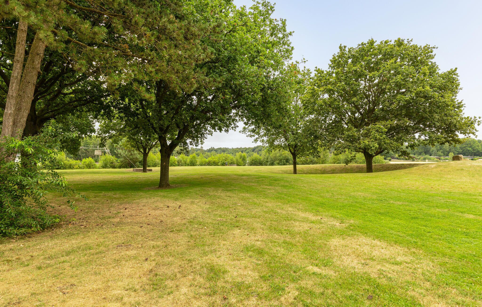 Un parc verdoyant avec plusieurs grands arbres et un ciel dégagé.