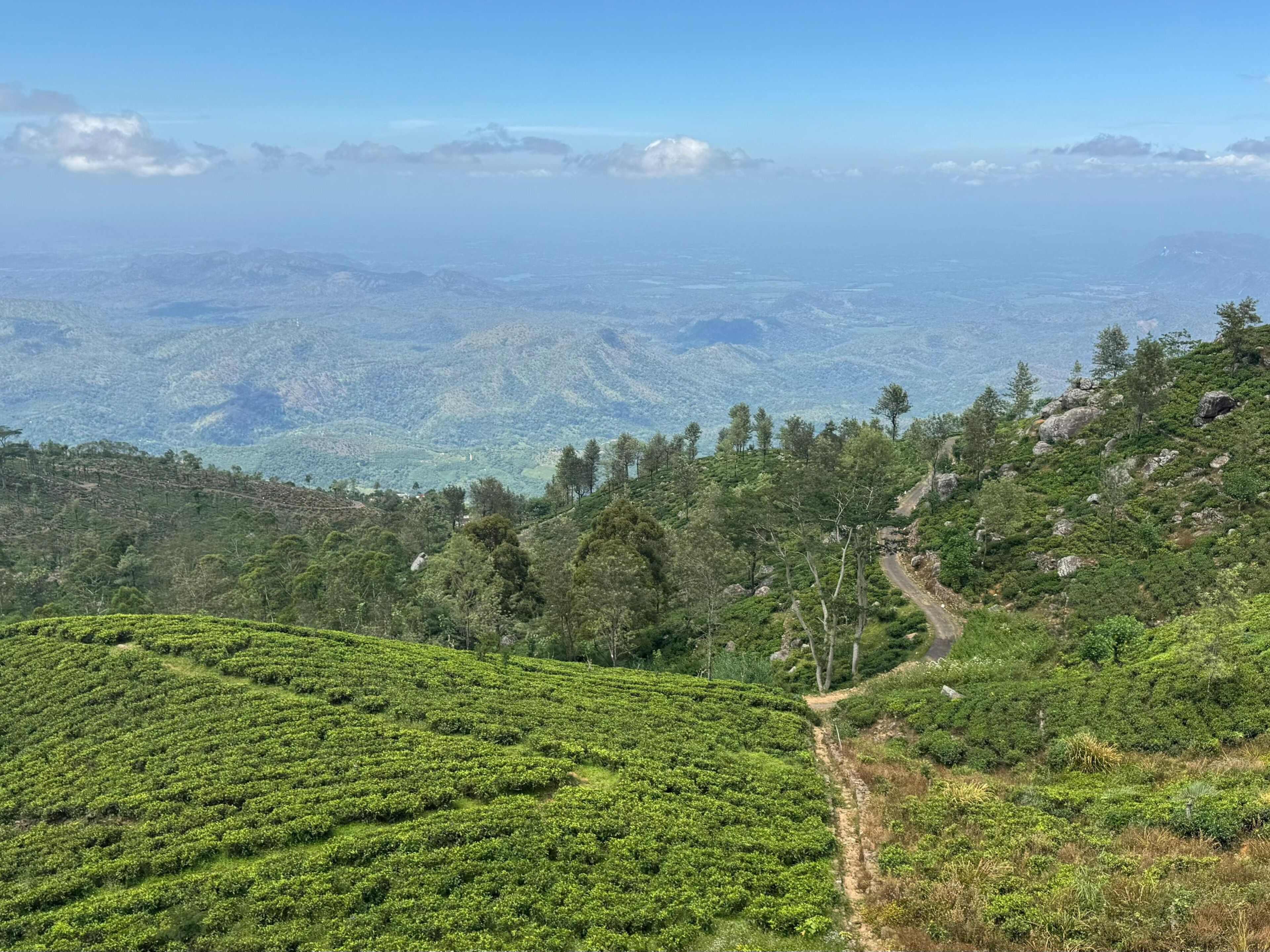 Une vue panoramique d’un paysage vallonné, avec des plantations de thé et un sentier sinueux.