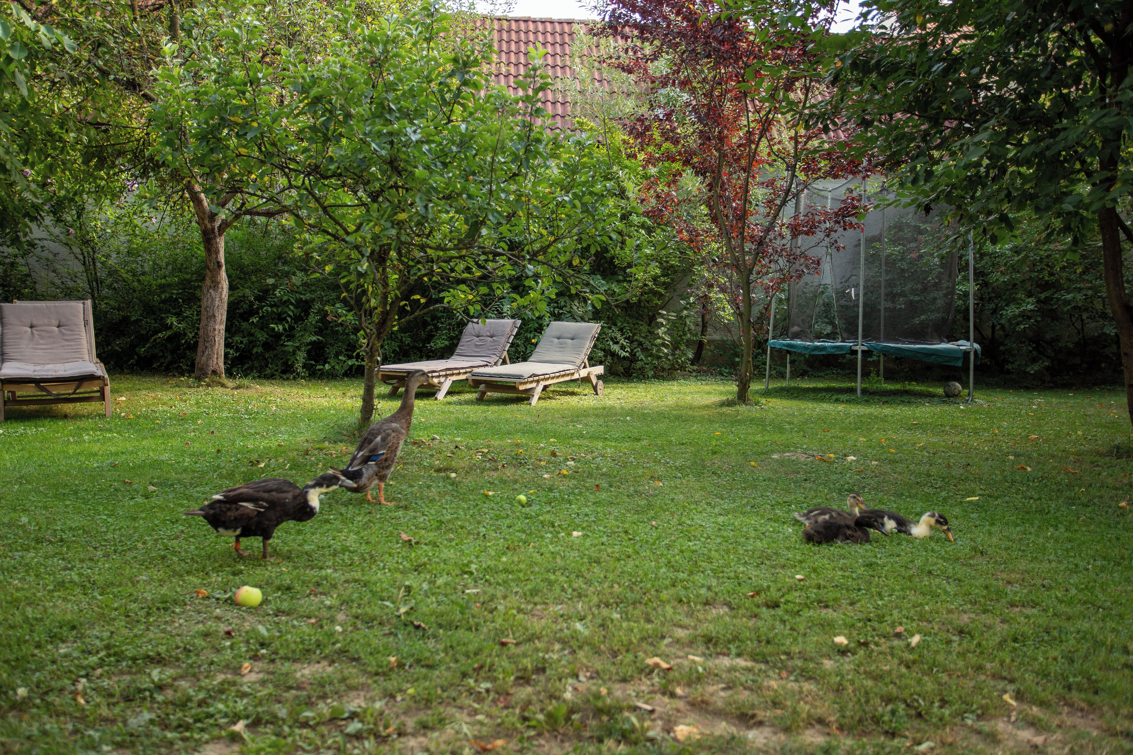 Ein Garten mit zwei Liegestühlen, einem Trampolin und einem Baum.