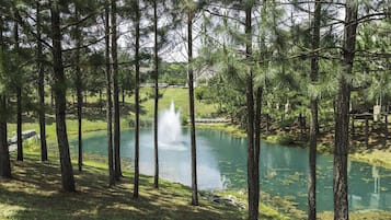 Un étang paisible, entouré de grands pins, avec une fontaine bien visible au centre.