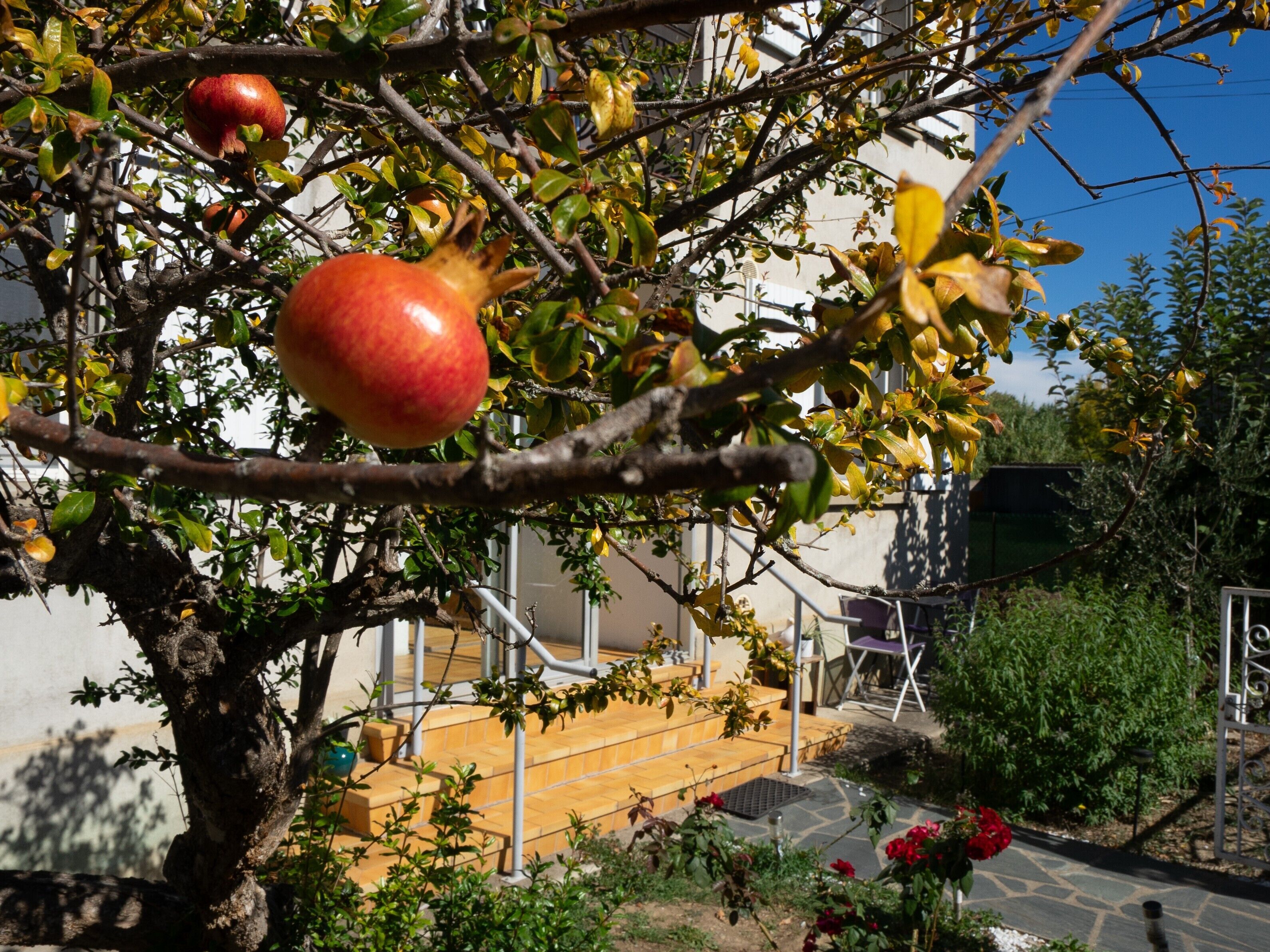 A pomegranate tree with fruit, a patio area with outdoor furniture, and a building in the background.