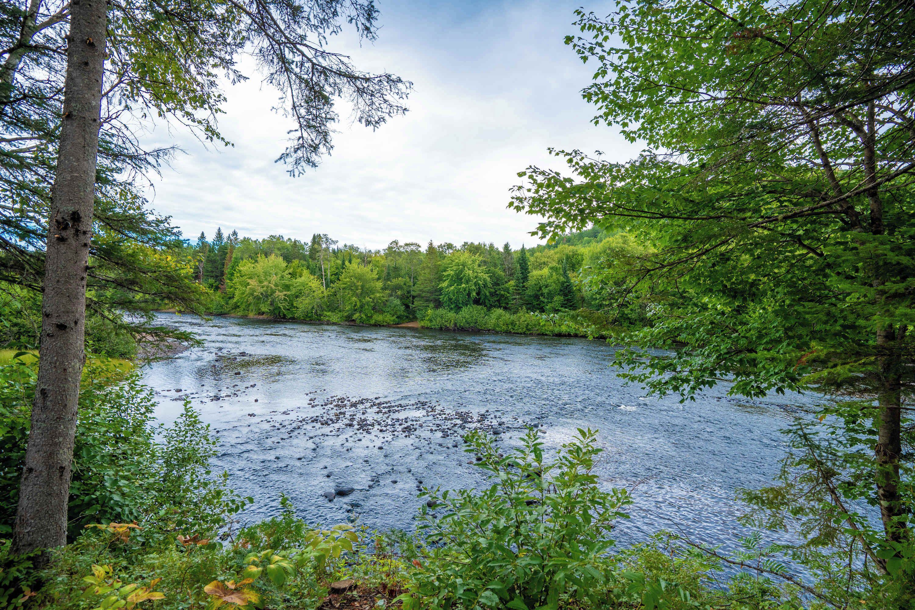 A river surrounded by dense green forest.