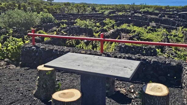 Une table avec un banc, entourée de souches d’arbres, dotée d’une rambarde rouge et offrant une vue sur un paysage côtier.