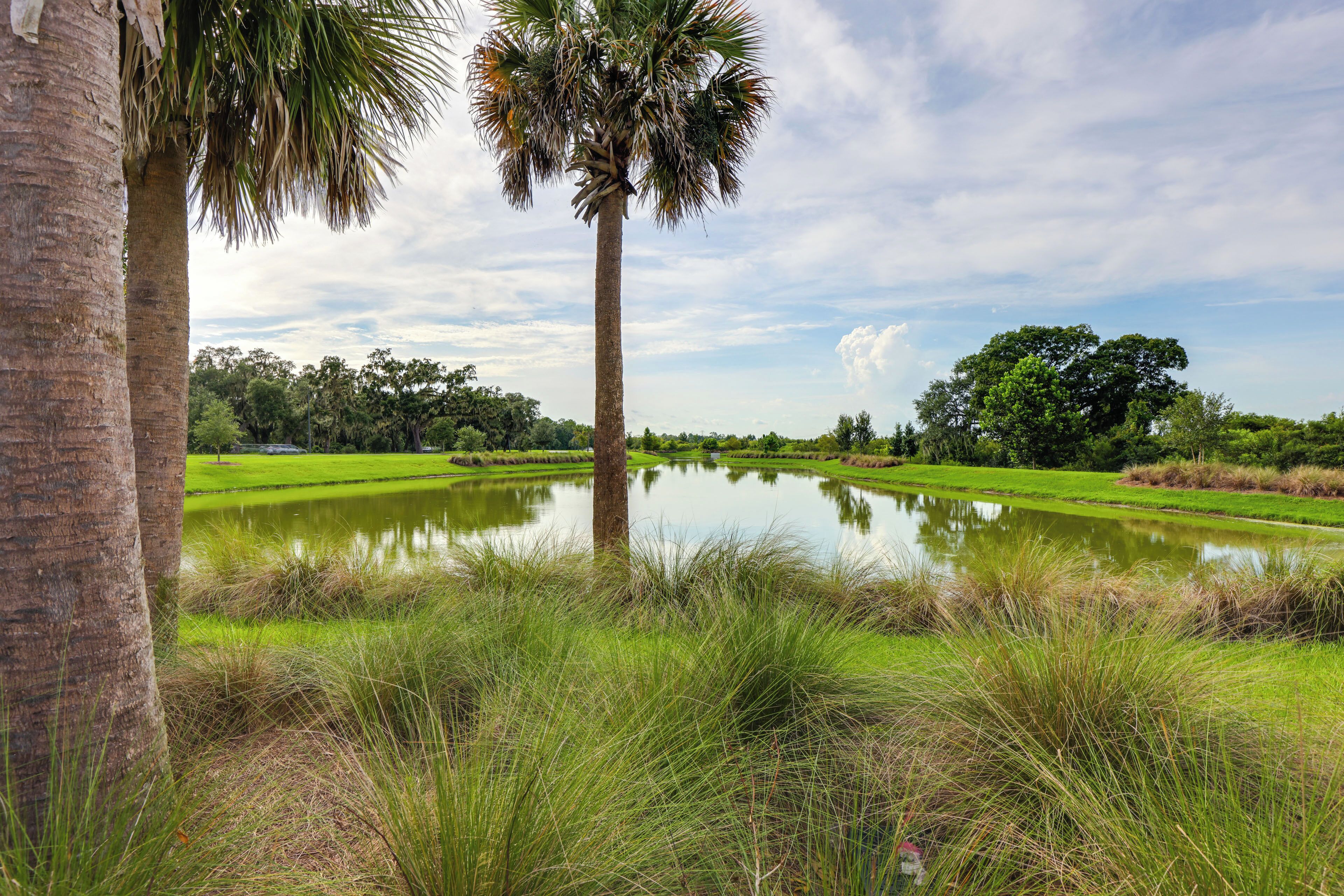 A serene landscape with a pond, palm trees, and lush greenery.