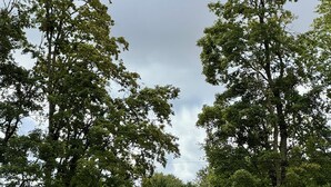 Une aire de jeux avec un toboggan en bois et une structure d’escalade, entourée d’arbres et d’herbe.