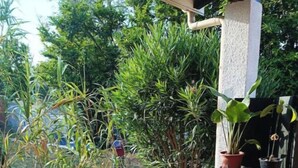 Uma área de pátio com mesa e cadeiras de madeira redonda, rodeada por plantas em vasos e um armário.