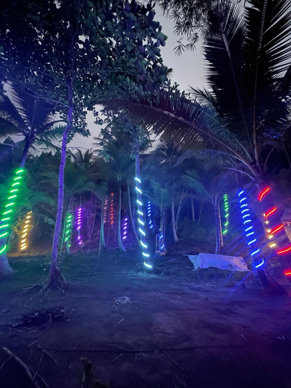 A tropical outdoor area with trees and colorful LED lights.