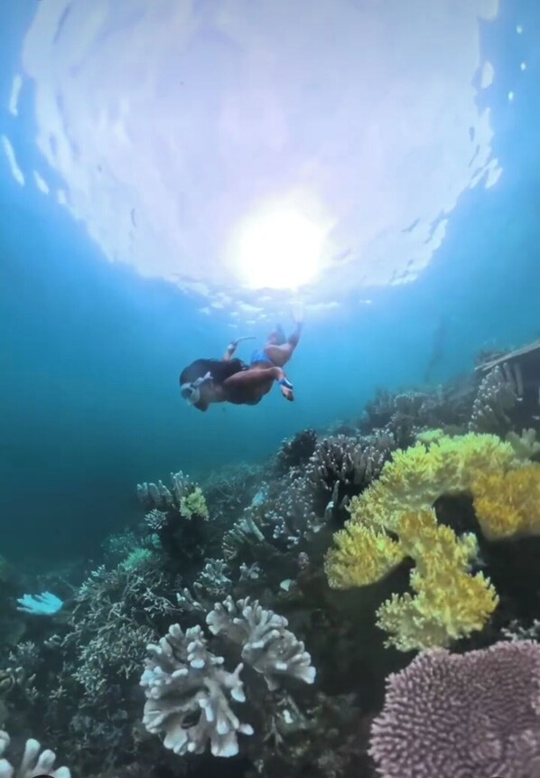 An underwater scene with a diver exploring a coral reef.