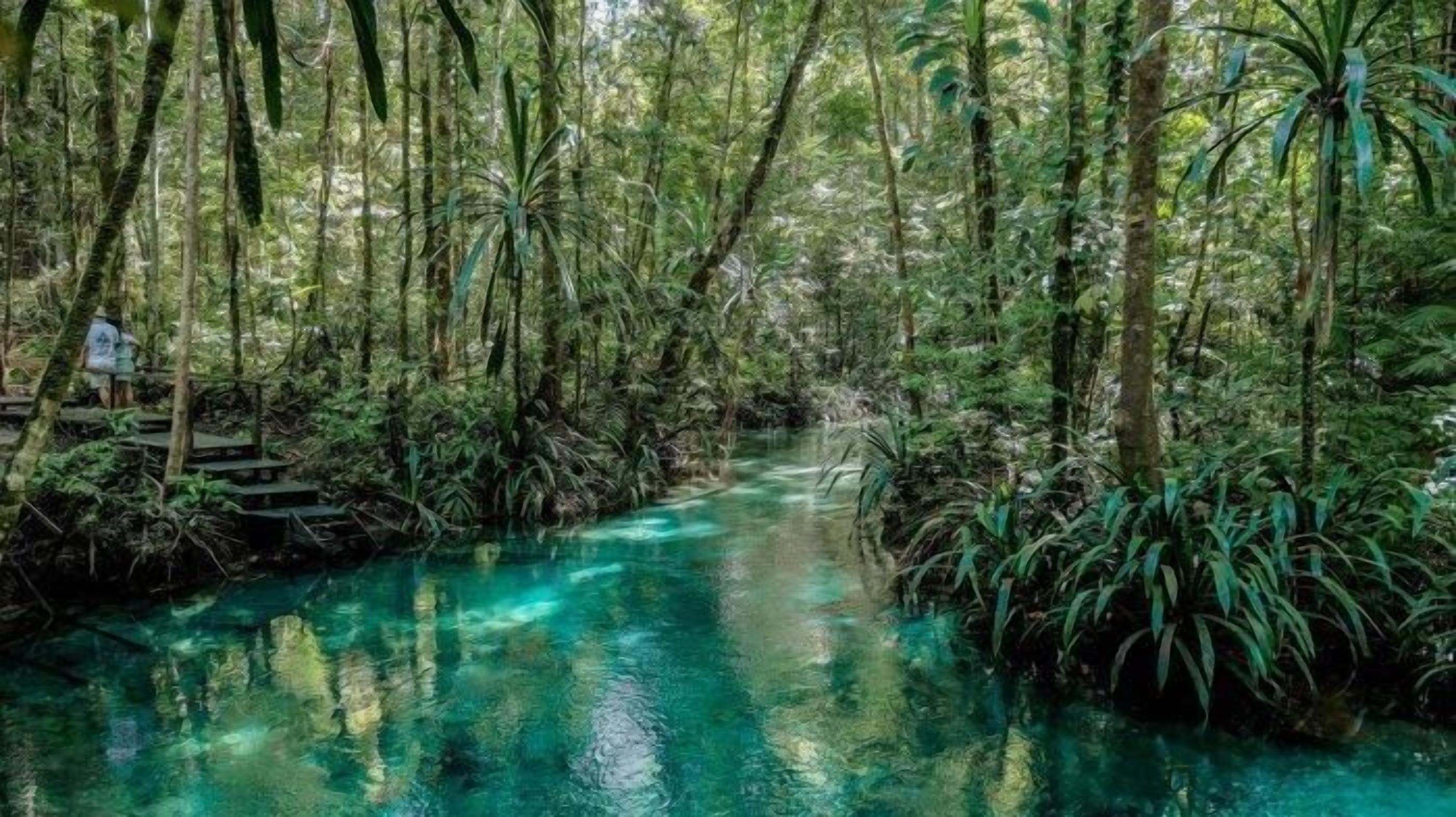 A forested area with a clear water stream.