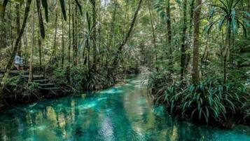 A forested area with a clear water stream.