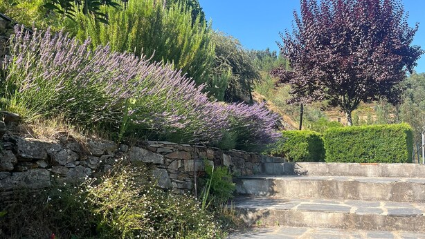 A stone staircase leading up a hill with a stone wall on one side and a variety of plants and trees, including lavender and a tree with purple leaves. - Casas do Sinhel (Góis)