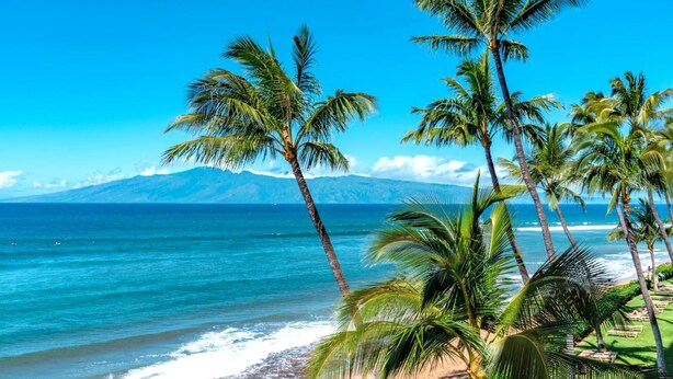 Une plage bordée de palmiers, avec une montagne en arrière-plan.