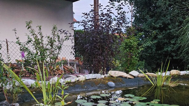 A pond with rocks, lily pads, and plants. - Charming country house with garden - lakes & foothills of the Alps (Penzberg)
