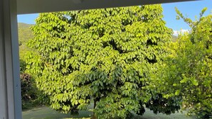 Ein großer Baum in einer grünen Wiese, aufgenommen aus einer Türperspektive.