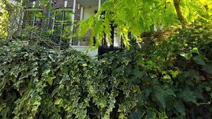 A row of traditional brick houses with multiple windows and balconies, surrounded by dense green foliage. - Historic townhouse with 5 bedrooms In Holland's oldest city center, airco (Dordrecht)