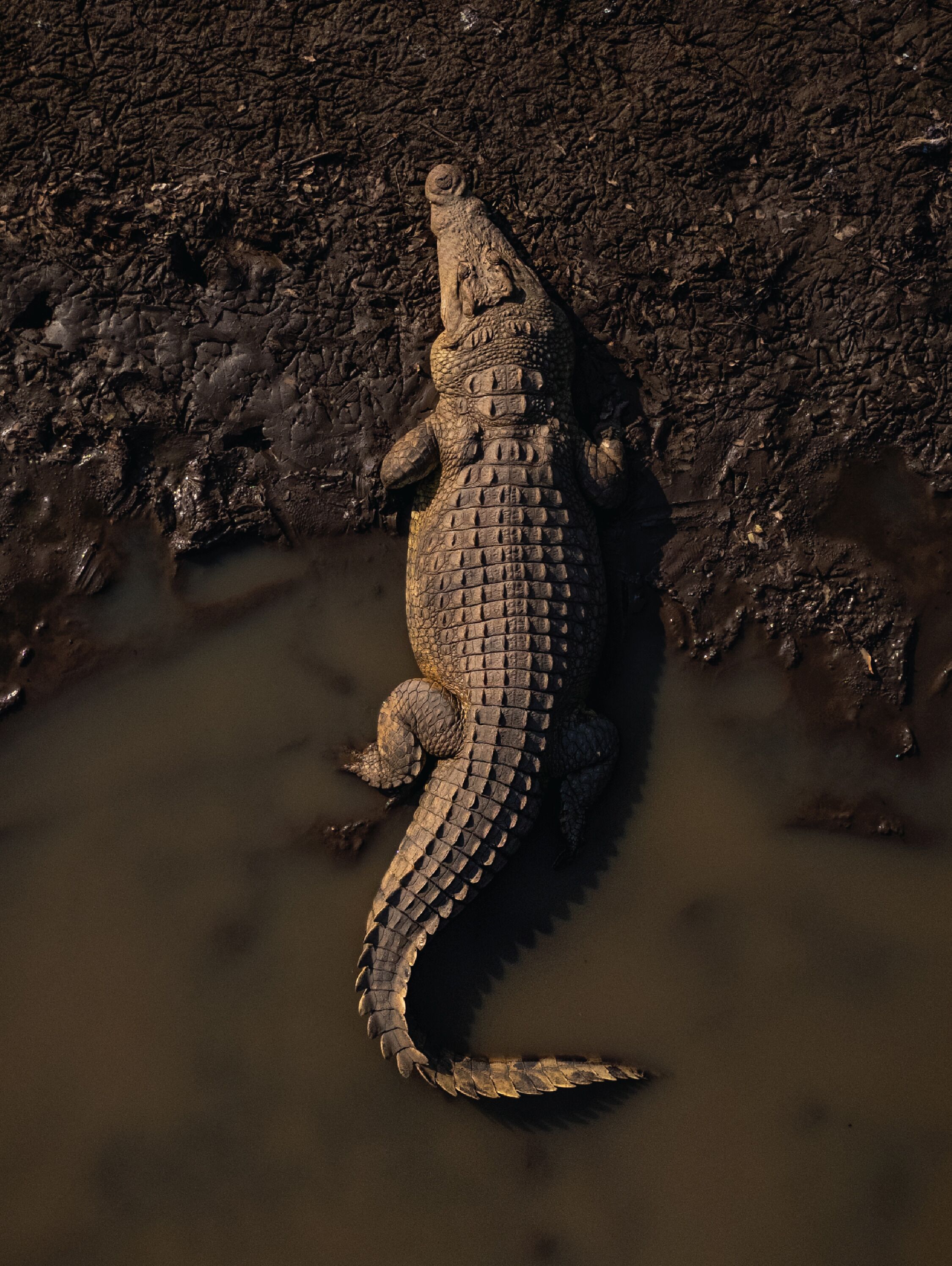 A crocodile in water.