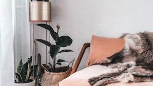 A cozy room with a wooden chair, a pink cushion, and various potted plants including a cactus and a fern. - Pacific Sun CBD Apartment (Yamba)