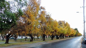 A street lined with trees displaying autumn foliage. - Hostel Gran Via (Punta Arenas)