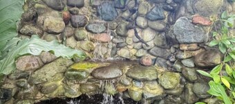 Bamboo Orange Studio